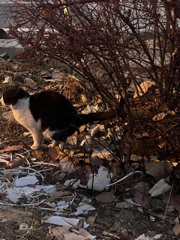 奶牛猫拉屎奶牛猫拉屎